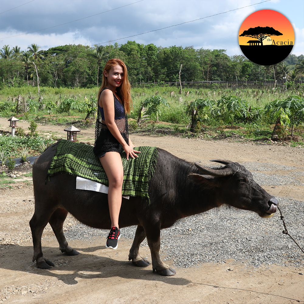 Carabao Riding